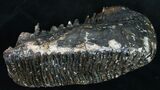 / Woolly Mammoth Molar - North Sea #9678-4